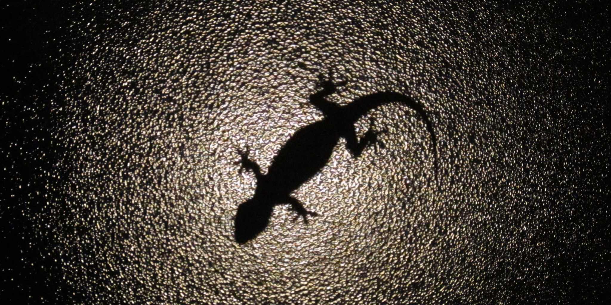 lizard squad