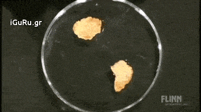 Flinn Scientific: Can a magnet attract cereal? 1 Flinn Scientific