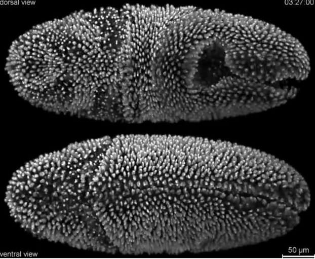 Olympus BioScapes Life in Magnification 1 Olympus BioScapes