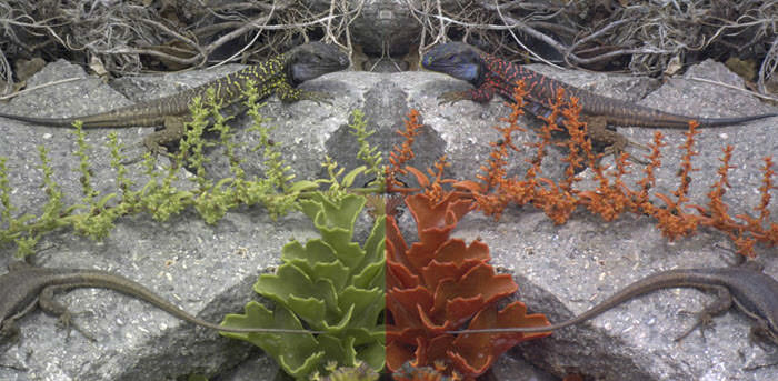 Image Analysis Toolbox see how animals see 2 Image Analysis Toolbox