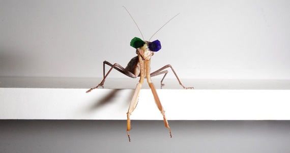 Newcastle University research into 3D vision in praying mantises by Dr. Vivek Nityananda. Pic: Mike Urwin. 151015