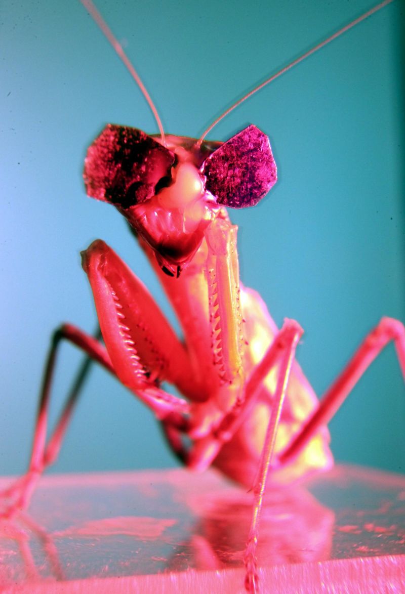 mantis3