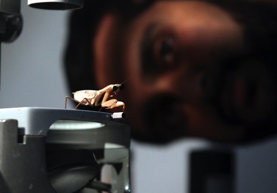 Newcastle University research into 3D vision in praying mantises by Dr. Vivek Nityananda. Pic: Mike Urwin. 151015