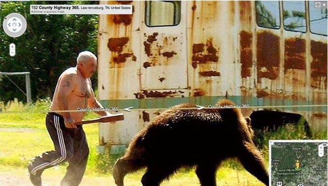 bear