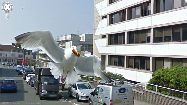 seagul