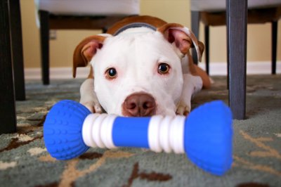 gobone-smart-bone