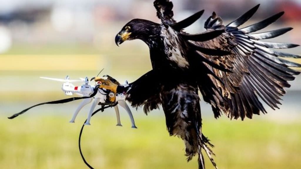 Αετοί εναντίον drones! Ποιος θα επικρατήσει? 2 687474703a2f2f69636865662d312e626263692e636f2e756b2f6e6577732f313032342f63707370726f6470622f31323241442f70726f64756374696f6e2f5f38383633313434375f38383633313434352e6a7067