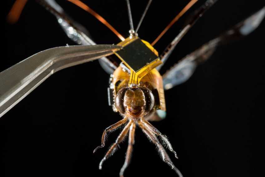 Real dragonfly drone moves with thought... 2 Real dragonfly drone moves with thought...