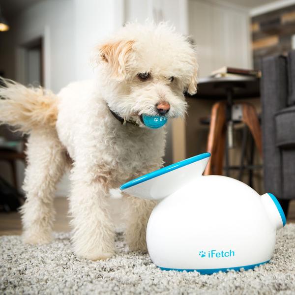 Amazon has 4 pet products cheaper today Amazon has pet products cheaper today