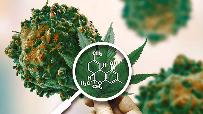 Cannabis: Scientists modified it to kill cancer 1 cannabis