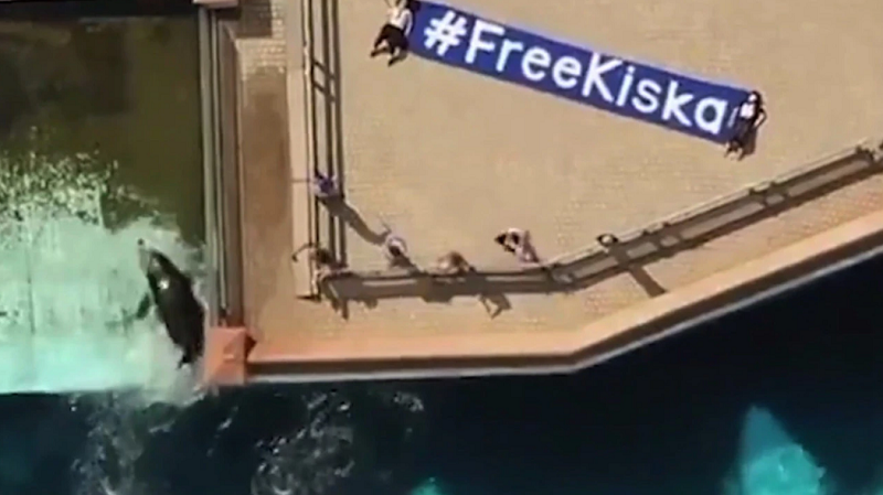 Lone orca in captivity bangs its head on its tank