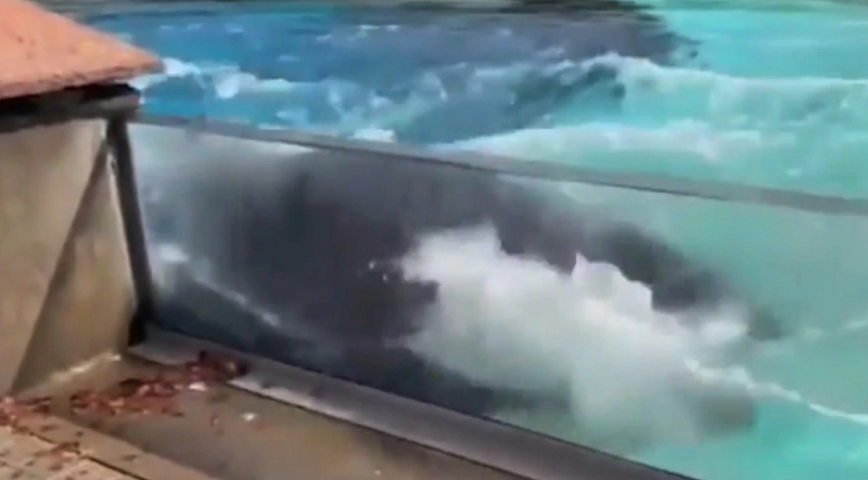 Lone orca in captivity bangs its head on its tank