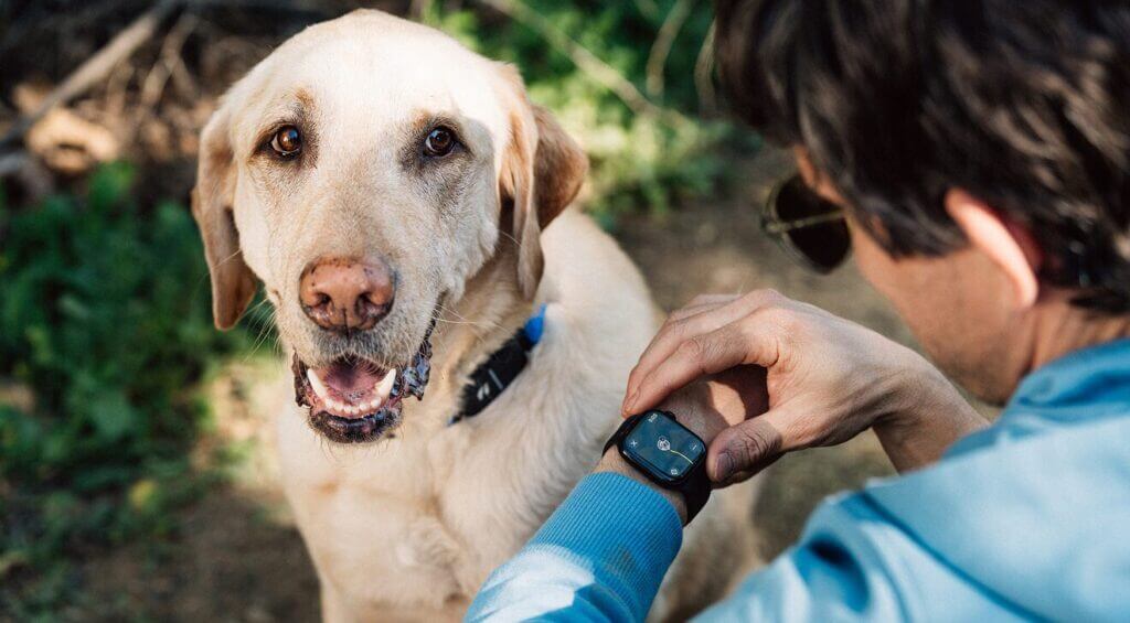 Fi collar tracks pet behavior via Apple Watch 2 Fi collar tracks pet behavior via Apple Watch
